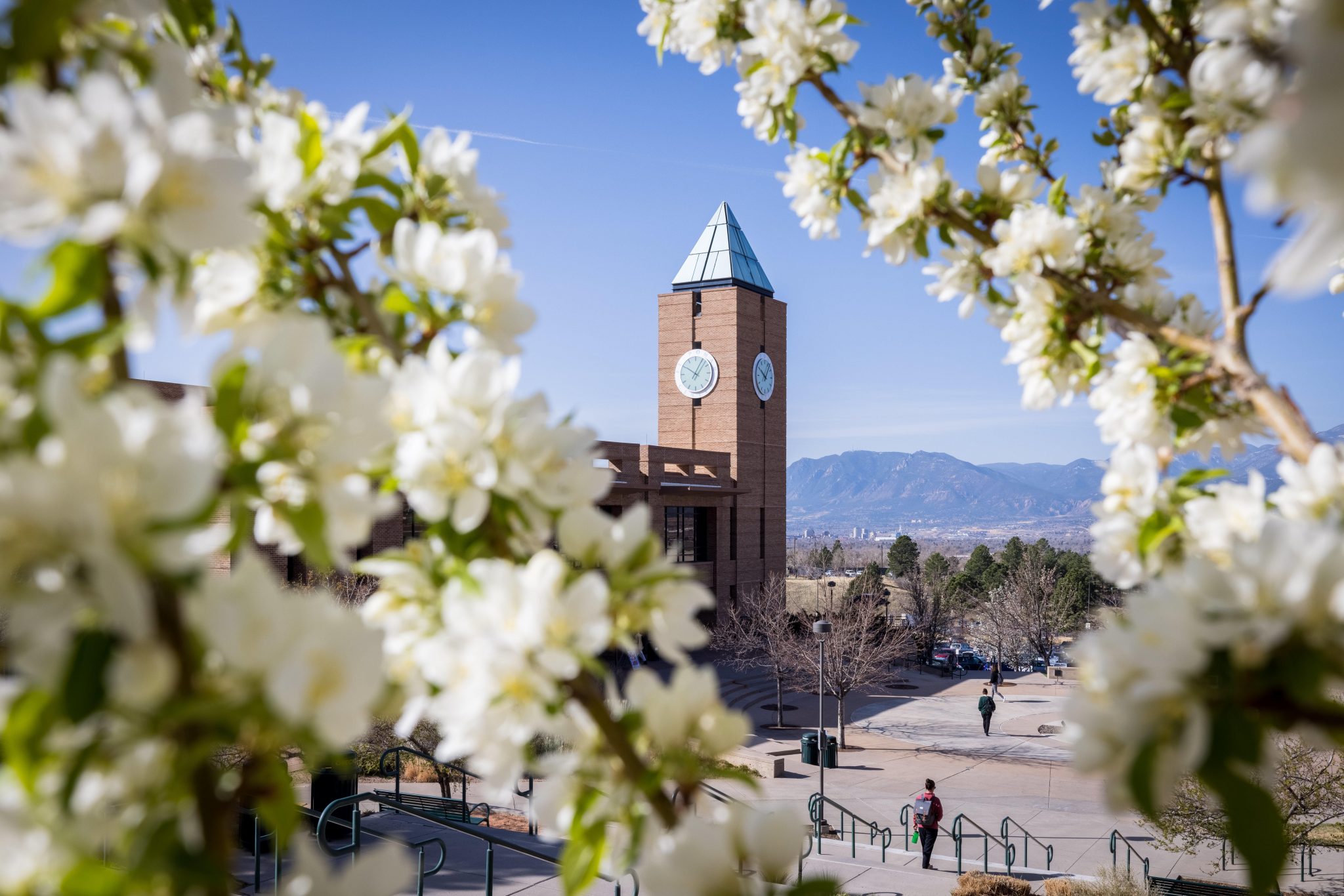 photo of flowers blooming on campus with the el pomar center clock tower in the background